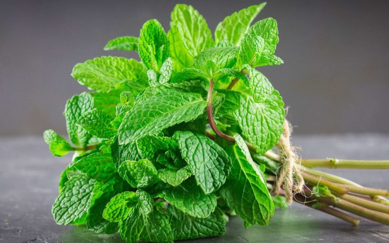 7 VERTUS ET BIENFAITS DE LA FEUILLE DE MENTHE